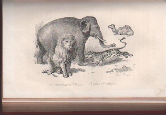 De La Jeunesse. Histoire Naturelle des mammifères, des oiseaux, des reptiles et des poissons - Georges-Louis Buffon de Leclerc - copertina