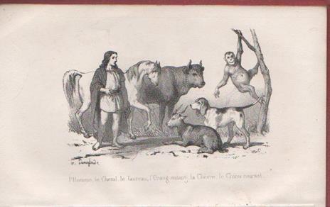 De La Jeunesse. Histoire Naturelle des mammifères, des oiseaux, des reptiles et des poissons - Georges-Louis Buffon de Leclerc - 3