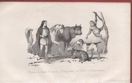 De La Jeunesse. Histoire Naturelle des mammifères, des oiseaux, des reptiles et des poissons - Georges-Louis Buffon de Leclerc - 3