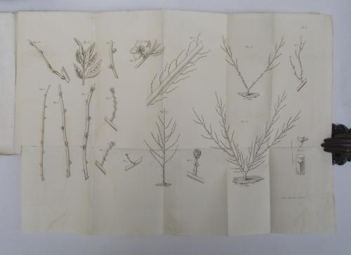 Pratique raisonnée de la taille du pêcher en espalier carré, contenant sa culture, sa multiplication, les principes généraux de taille., les moyens de restaurer les vieux arbres, de remédier aux maladies. et la description des variétés de pêches les - Alexis Lepere - copertina