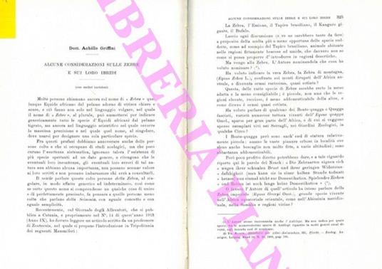 Alcune considerazioni sulle zebre e sui loro ibridi - Achille Griffini - copertina