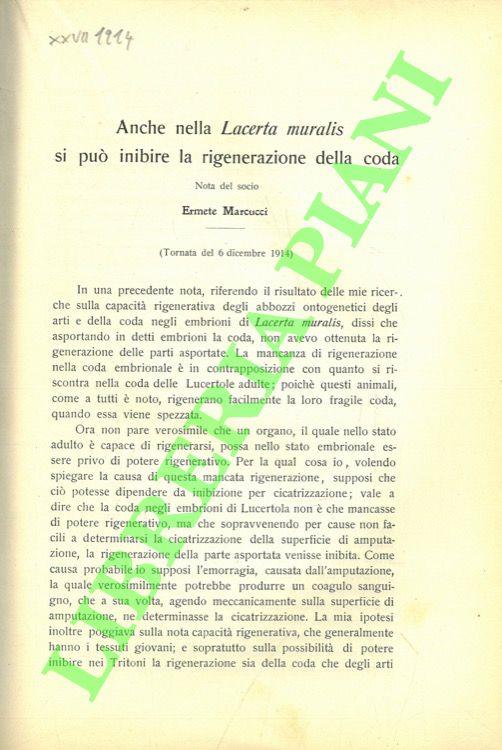 Anche nella Lacerta muralis si può inibire la rigenerazione della coda. SEGUITO DA: Gli arti e la coda della Lacerta muralis rigenerano nello stadio embrionale? - copertina