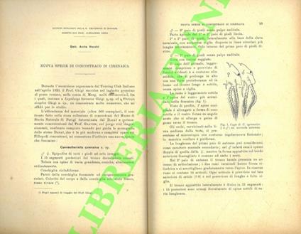 Nuova specie di Concostraco di Cirenaica - copertina