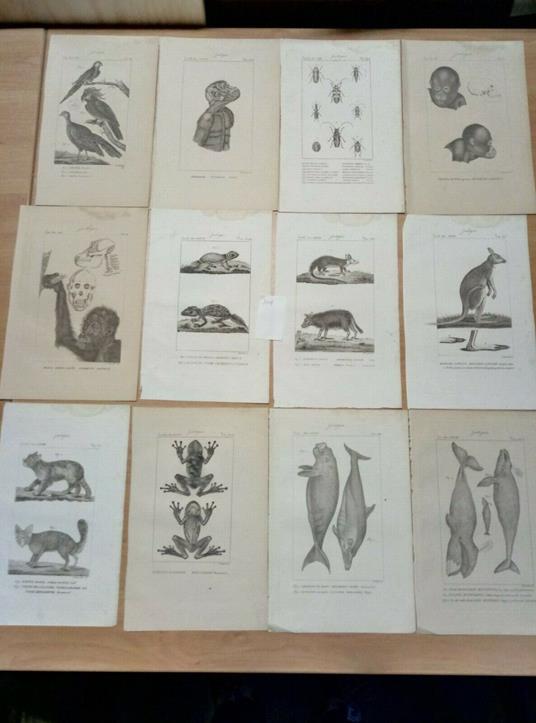 26 Incisioni Originali Dell'800 - Zoologia - - copertina