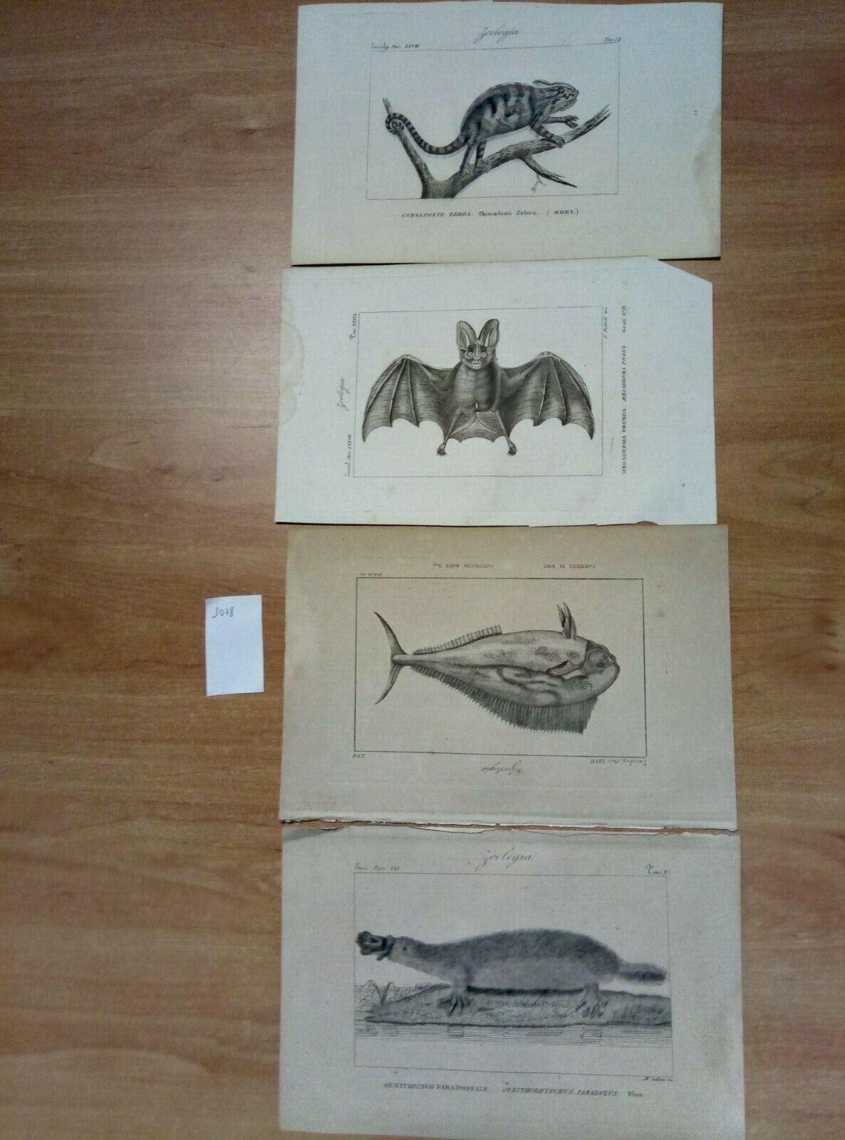 26 Incisioni Originali Dell'800 - Zoologia -