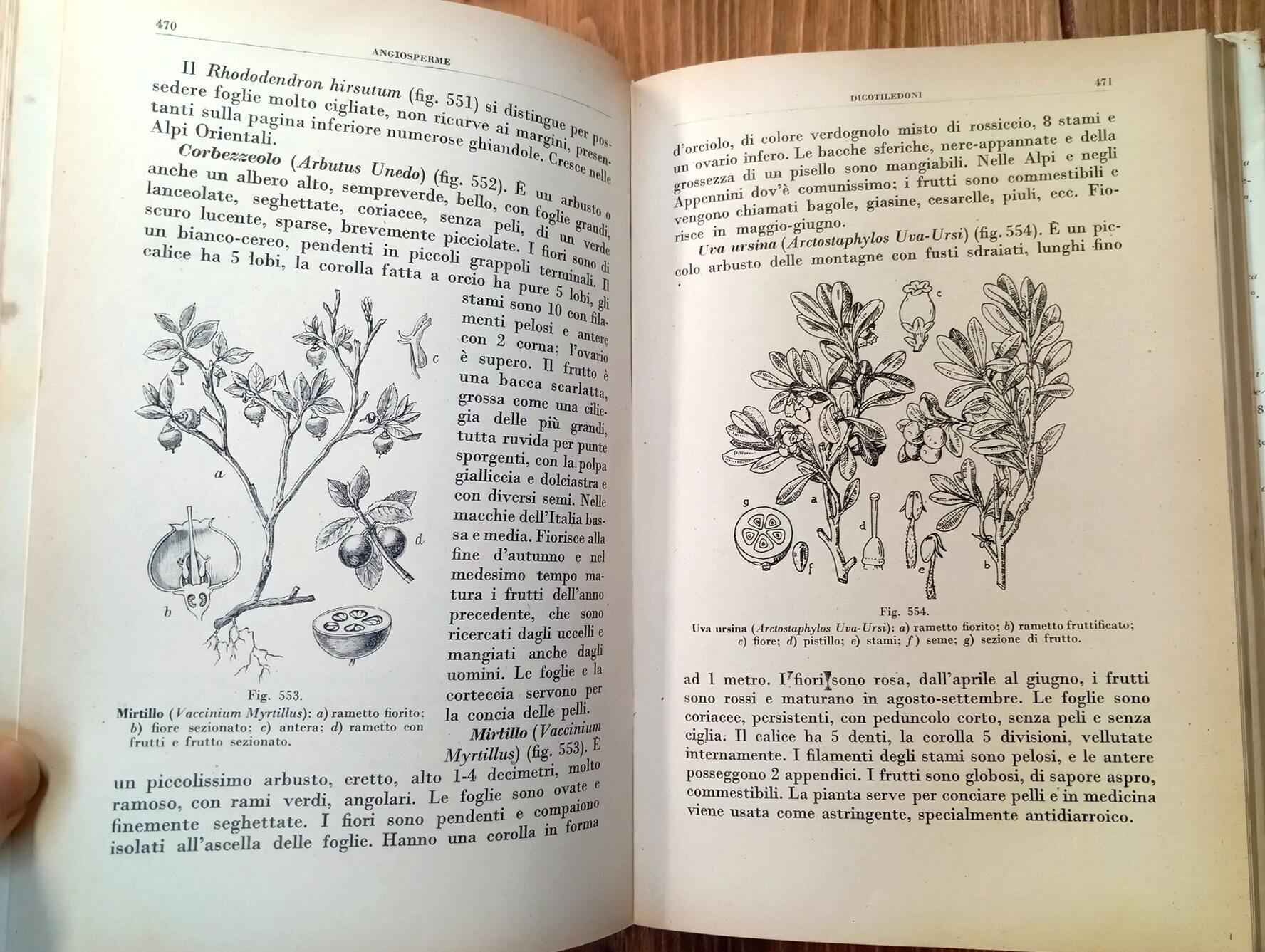 Botanica illustrata secondo il metodo Pokorny