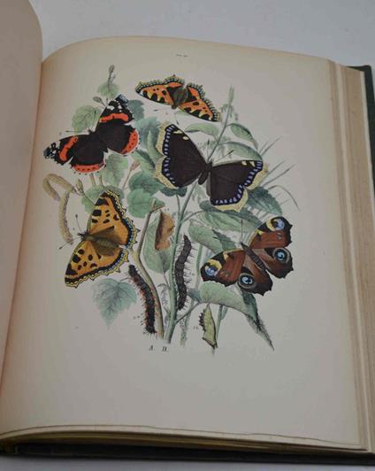 Les papillons. Organization - moeurs - chasse - collections - classifications. Iconographie et histoire naturelle des papillons d'Europe - copertina