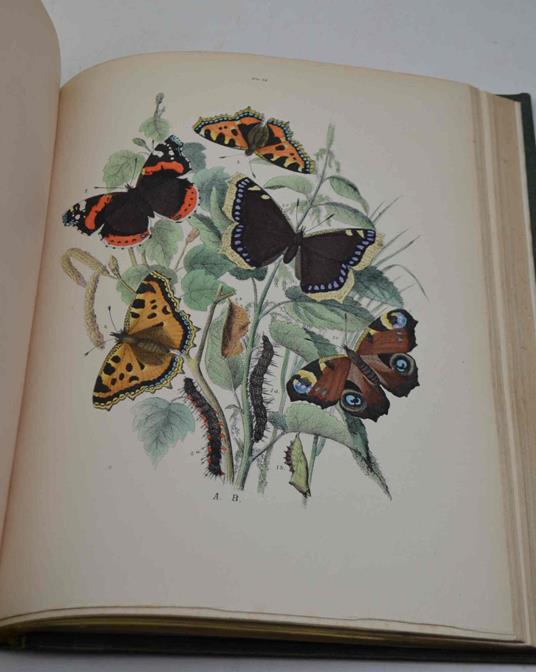 Les papillons. Organization - moeurs - chasse - collections - classifications. Iconographie et histoire naturelle des papillons d'Europe - copertina