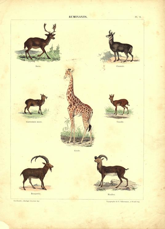 Ruminants. Stampa 1860 - copertina