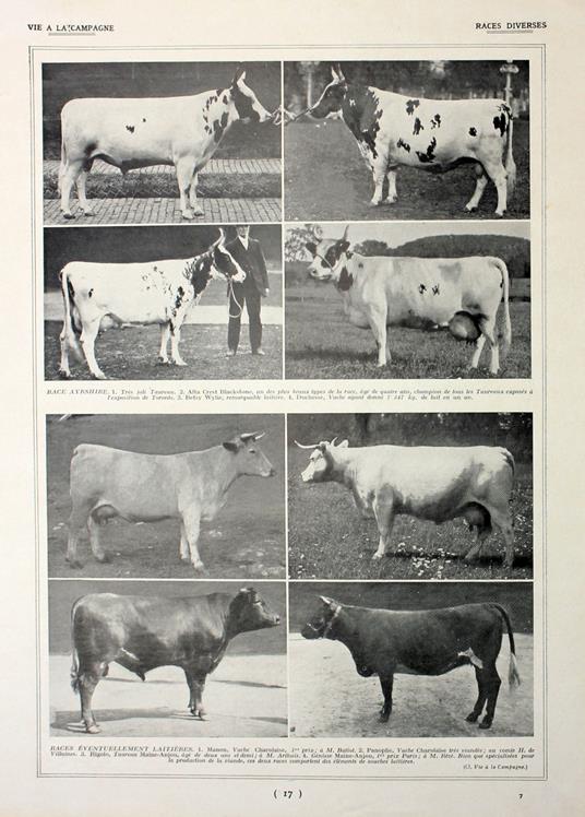 Races diverses/Race Hollandaise. Fronte/retro. Immagine 1927 - copertina