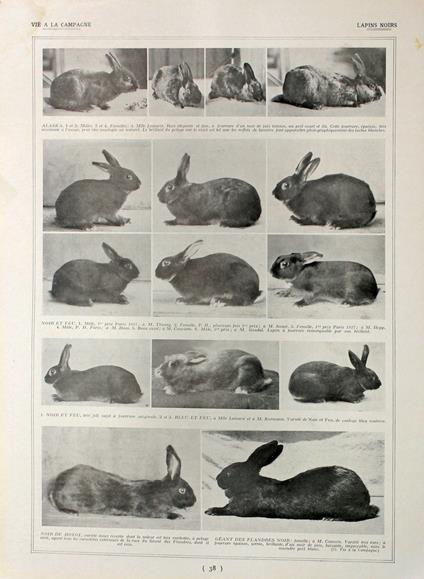 Lapins noirs/Lapins d'Avenir. Fronte/retro. Immagine 1927 - copertina