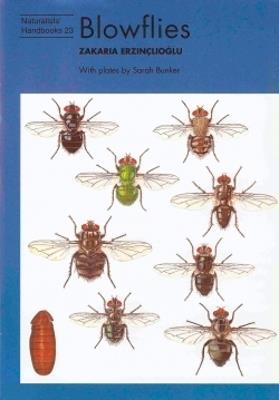Blowflies - Zakaria Erzinclioglu - cover