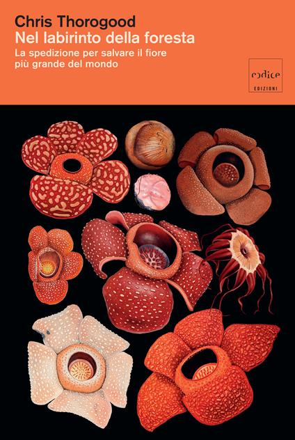 Nel labirinto della foresta. La spedizione per salvare il fiore più gande del mondo - Chris Thorogood,Maristella Notaristefano - ebook